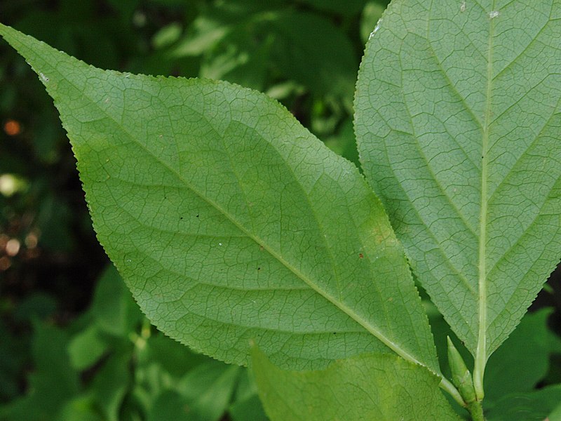 Изображение особи Euonymus maximowiczianus.