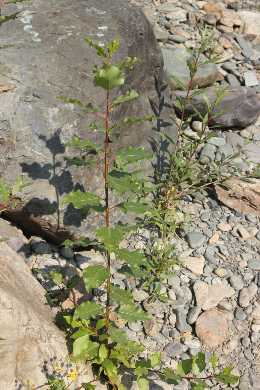 Изображение особи Populus laurifolia.