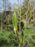 Stewartia ovata