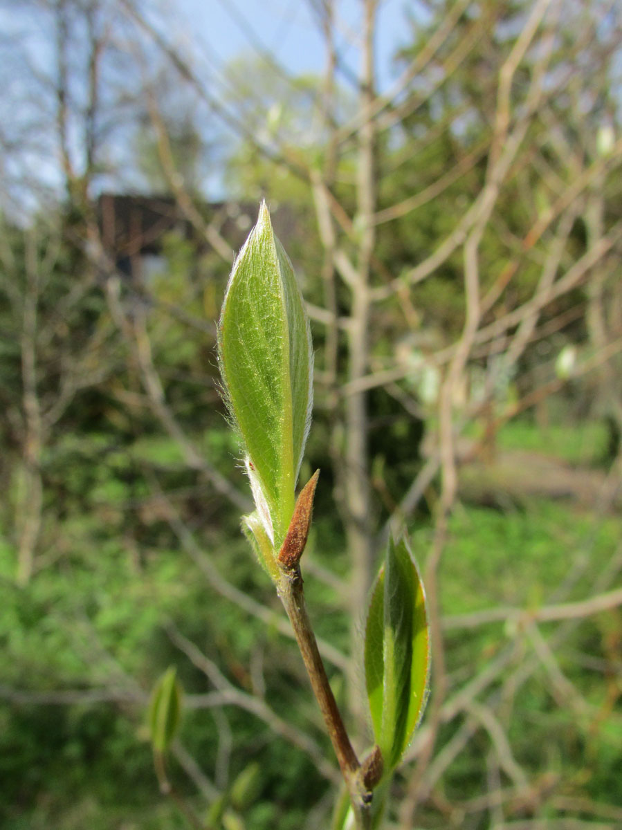 Image of Stewartia ovata specimen.