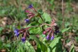 Pulmonaria mollis. Верхушка цветущего растения. Северная Осетия, Ирафский р-н, турбаза \"Порог неба\"; хр. Танадор, западное подножие горы Кубус, около 1700 м н.у.м., берёзовая рощица. 03.05.2022.