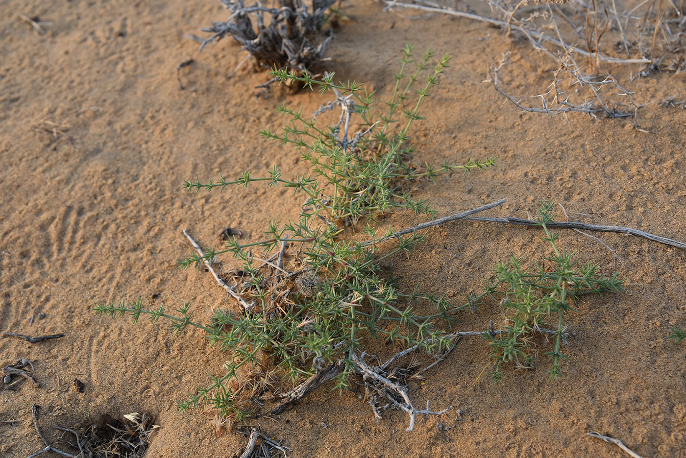 Изображение особи семейство Chenopodiaceae.