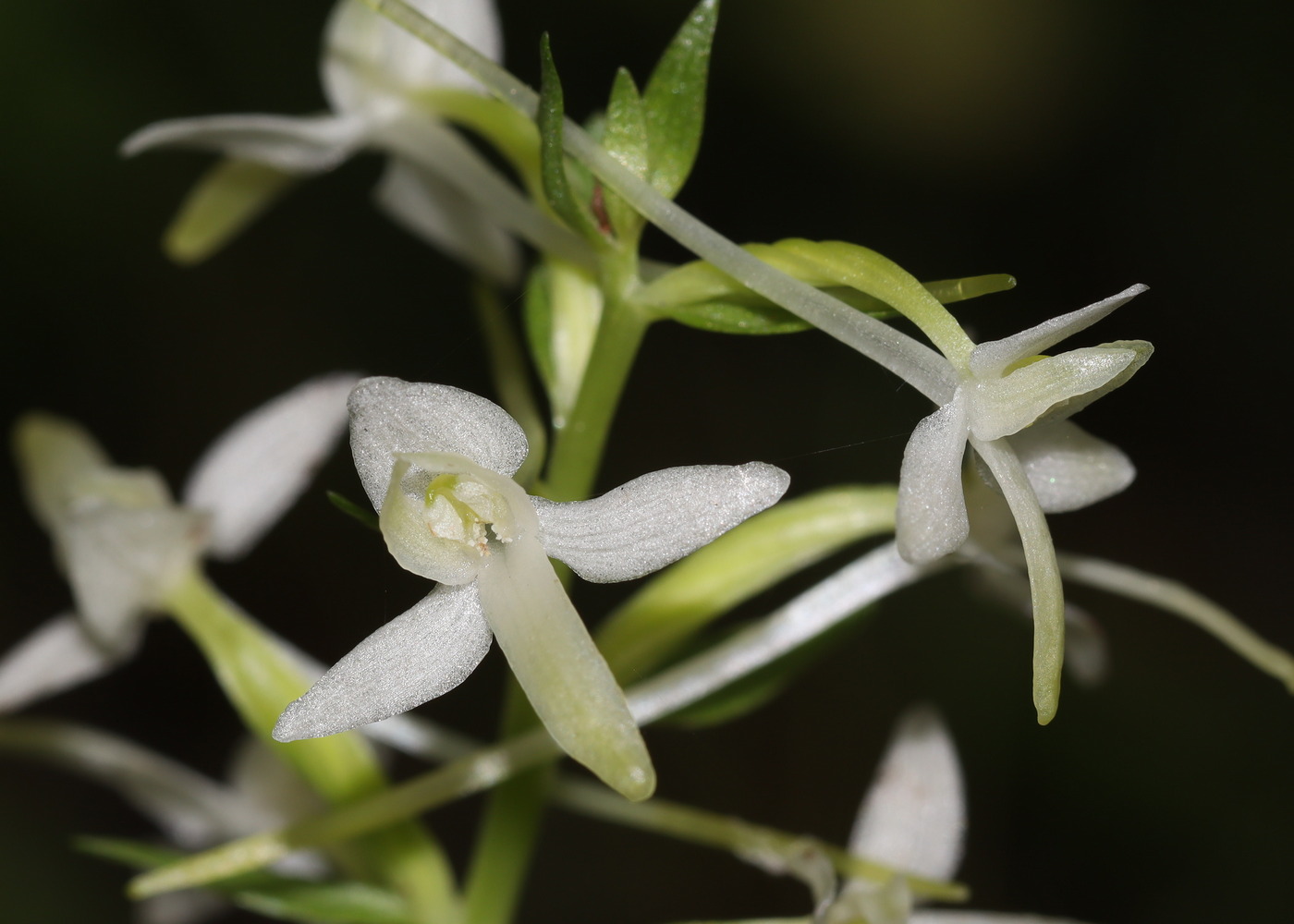 Изображение особи Platanthera bifolia.