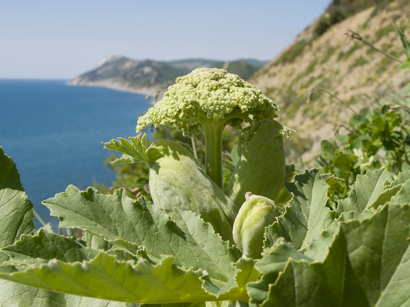 Image of Heracleum stevenii specimen.