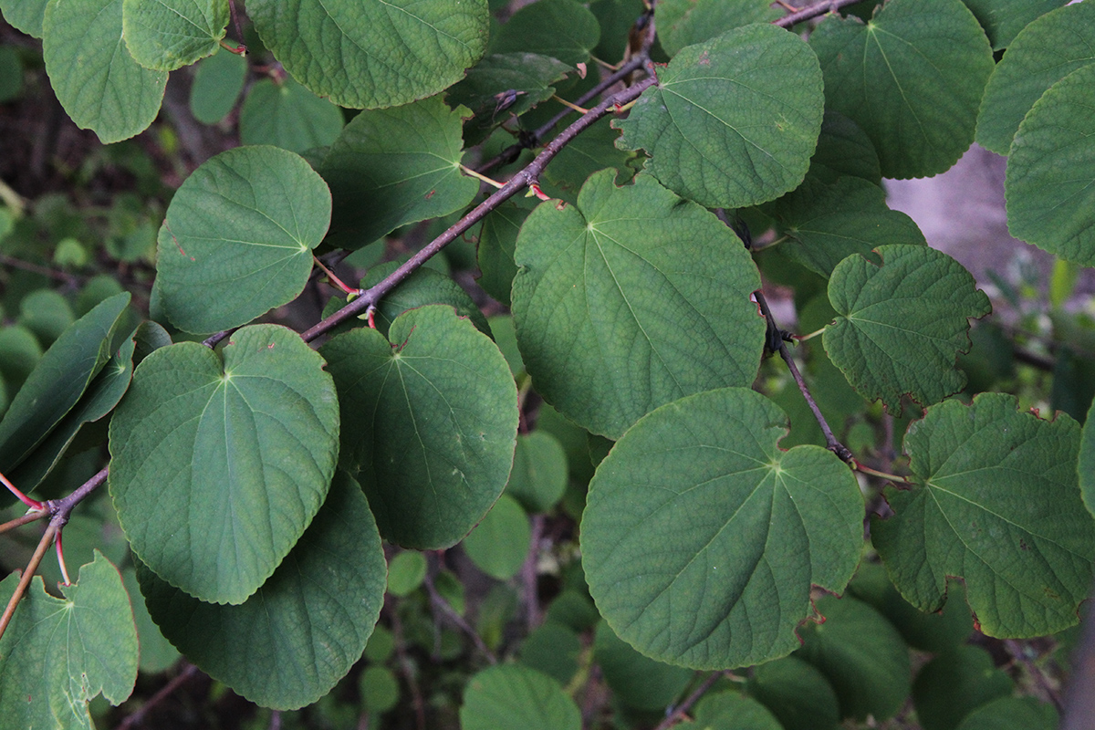 Изображение особи род Cercidiphyllum.
