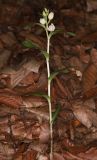 Cephalanthera damasonium