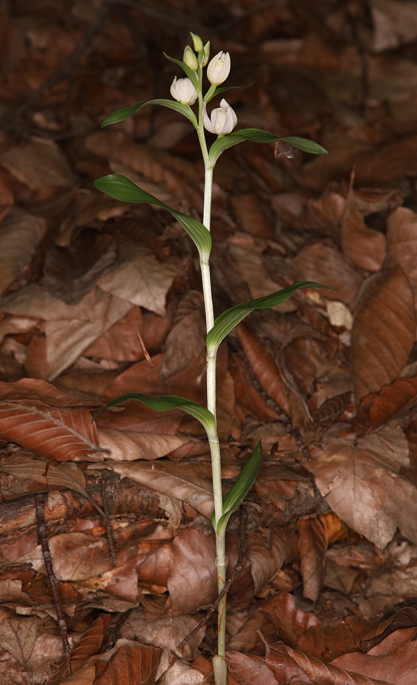 Изображение особи Cephalanthera damasonium.