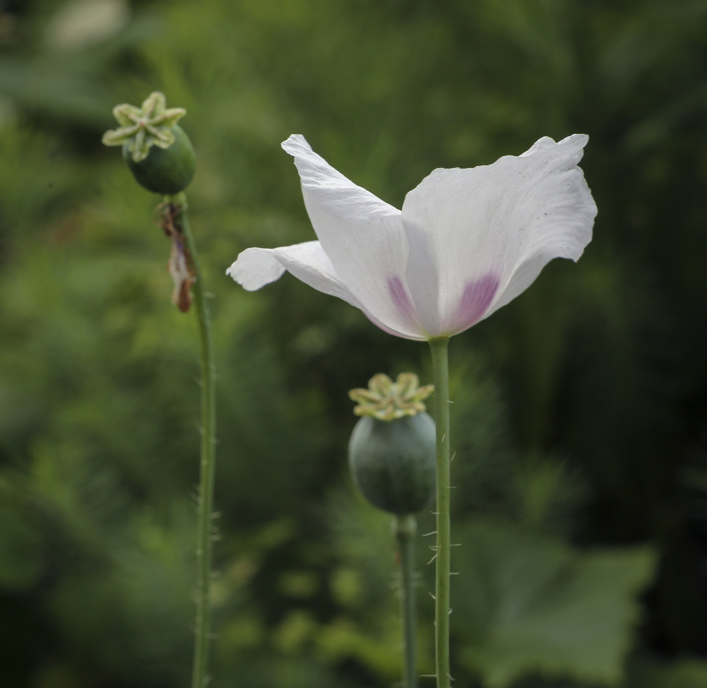 Изображение особи Papaver somniferum.