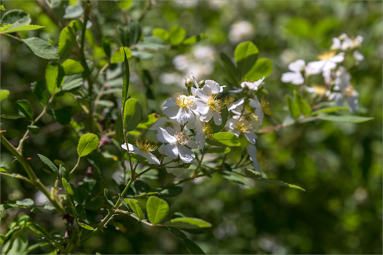 Изображение особи Rosa multiflora.