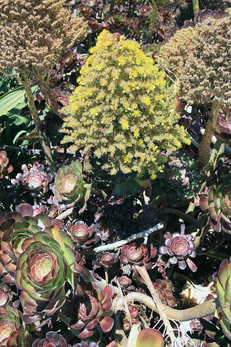 Image of genus Aeonium specimen.