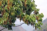 genus Pterocarya. Часть кроны с соплодиями. Бутан, дзонгхаг Тронгса, национальный парк \"Jigme Singye Wangchuck\". 09.05.2019.