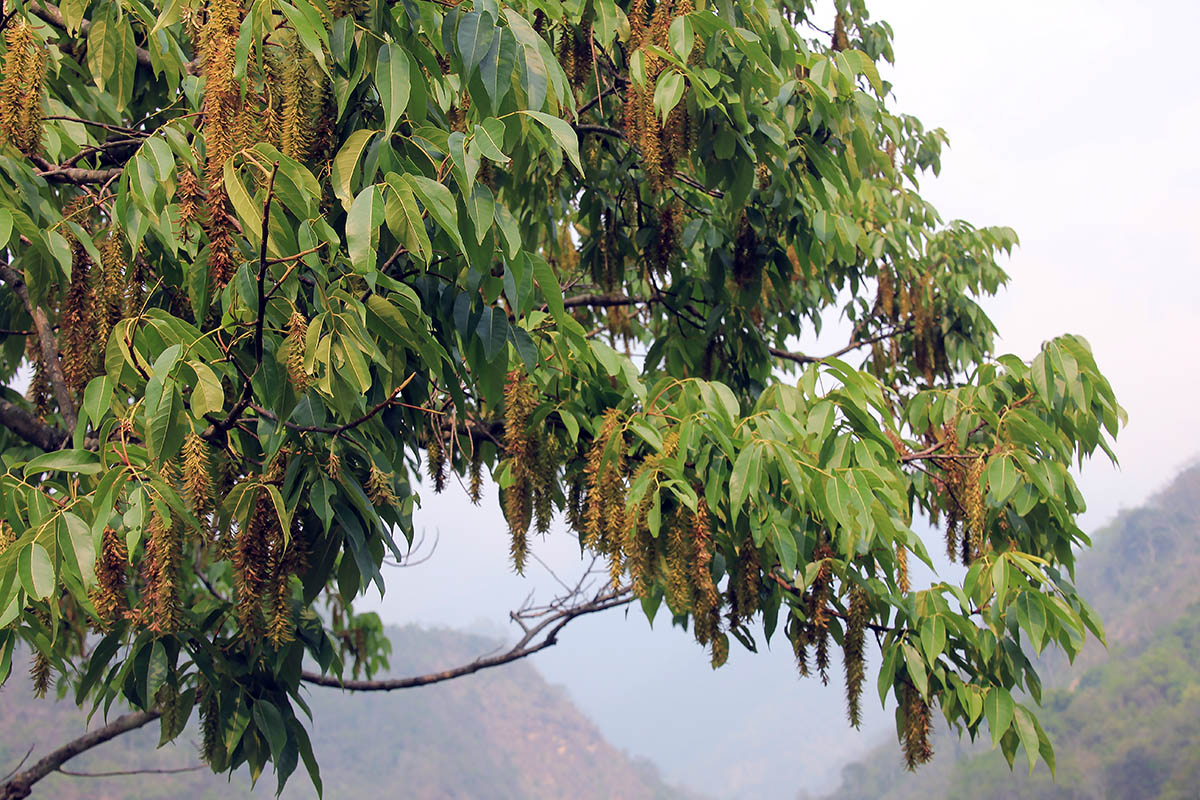 Image of genus Pterocarya specimen.