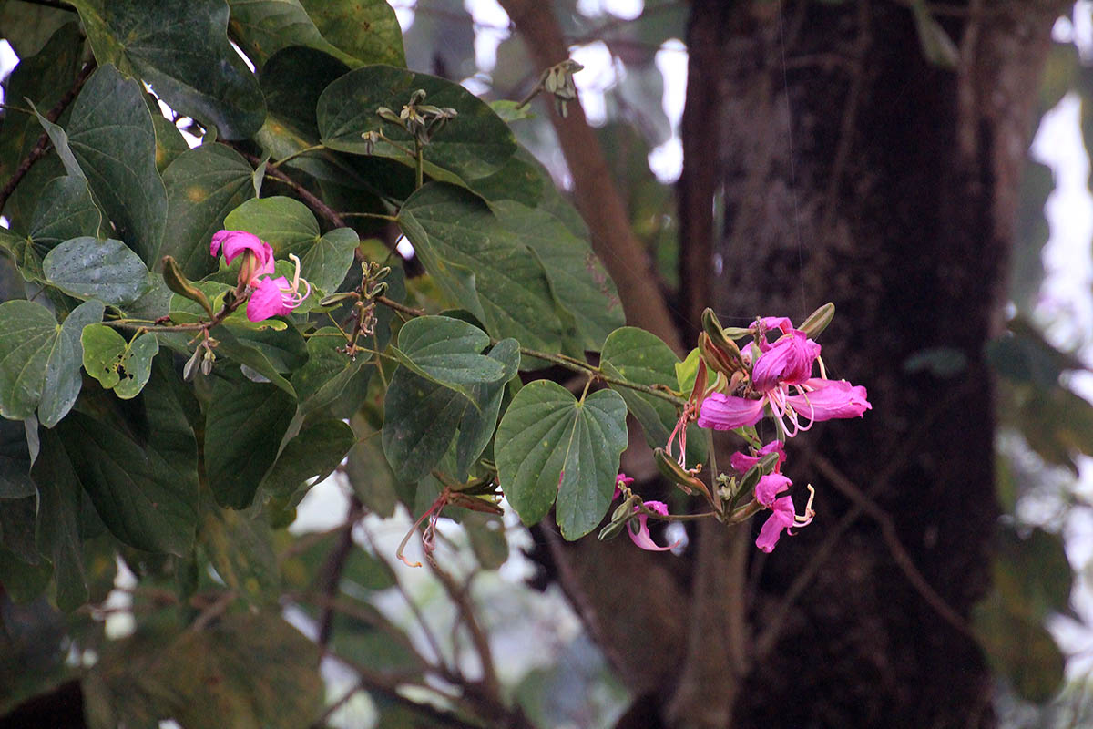 Изображение особи род Bauhinia.