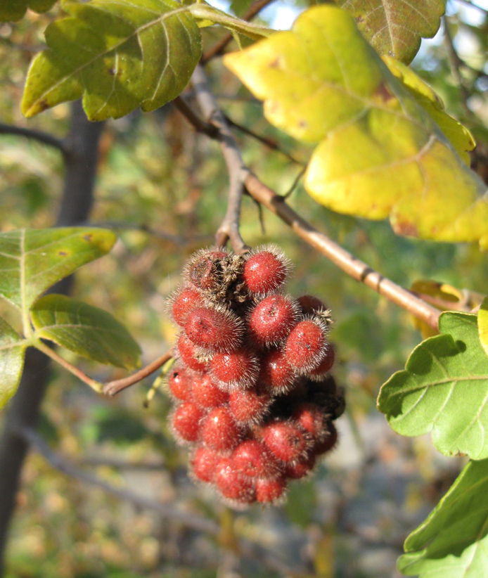 Изображение особи Rhus trilobata.