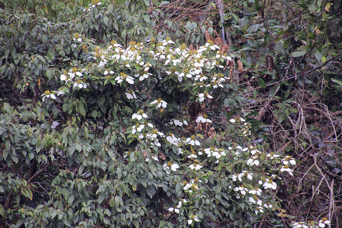 Image of genus Mussaenda specimen.