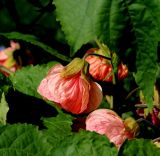 Abutilon &times; hybridum