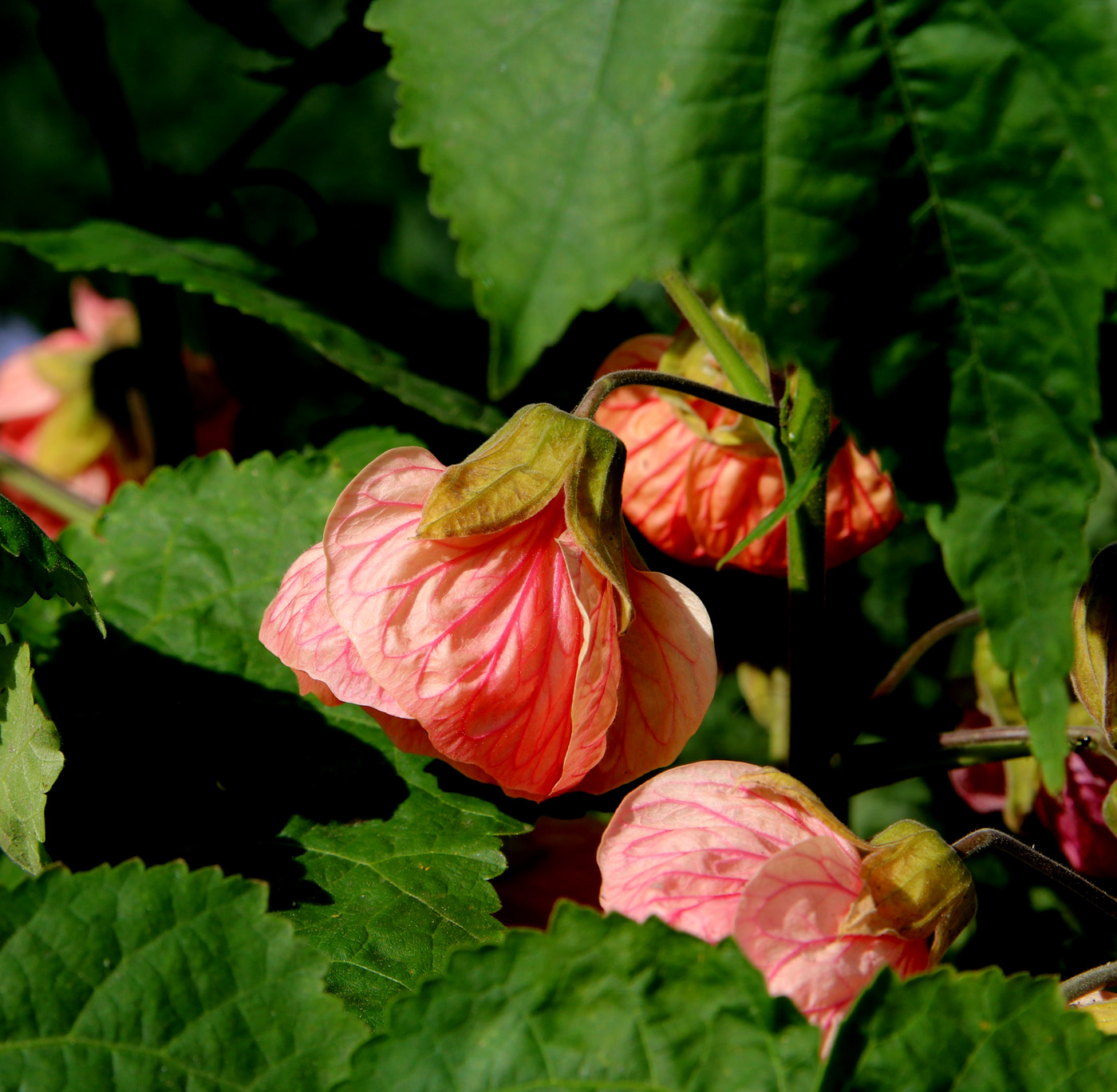 Image of Abutilon × hybridum specimen.