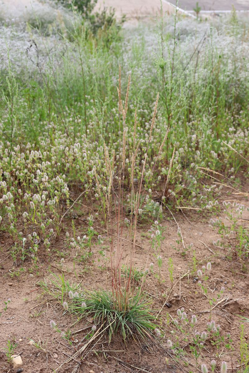 Image of Koeleria glauca specimen.