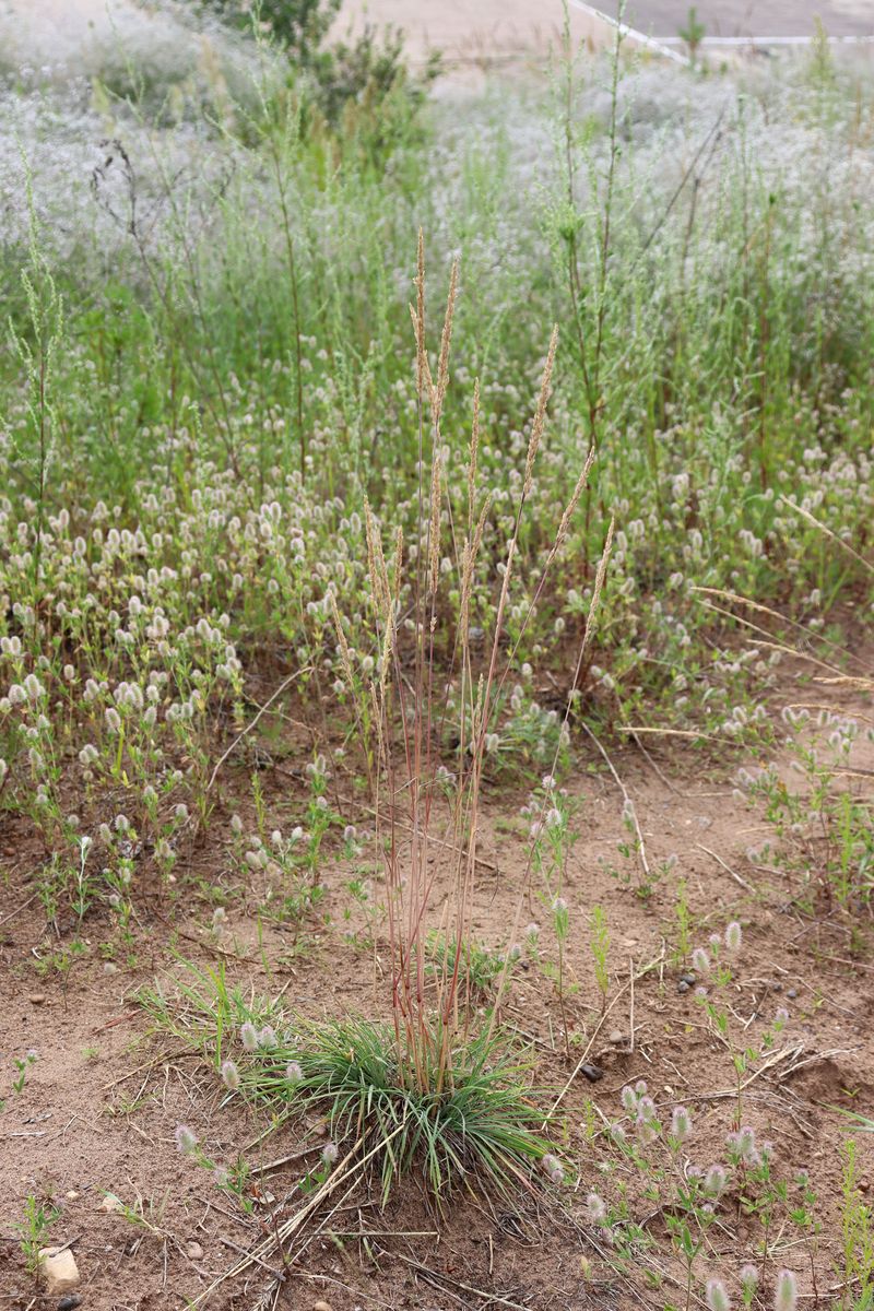 Изображение особи Koeleria glauca.