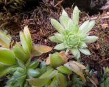 Sempervivum pumilum. Розетки листьев. Карачаево-Черкесия, Урупский р-н, окр. пос. Дамхурц, правый берег реки Большая Лаба, ≈ 1000 м н.у.м., скальное обнажение. 30.07.2022.