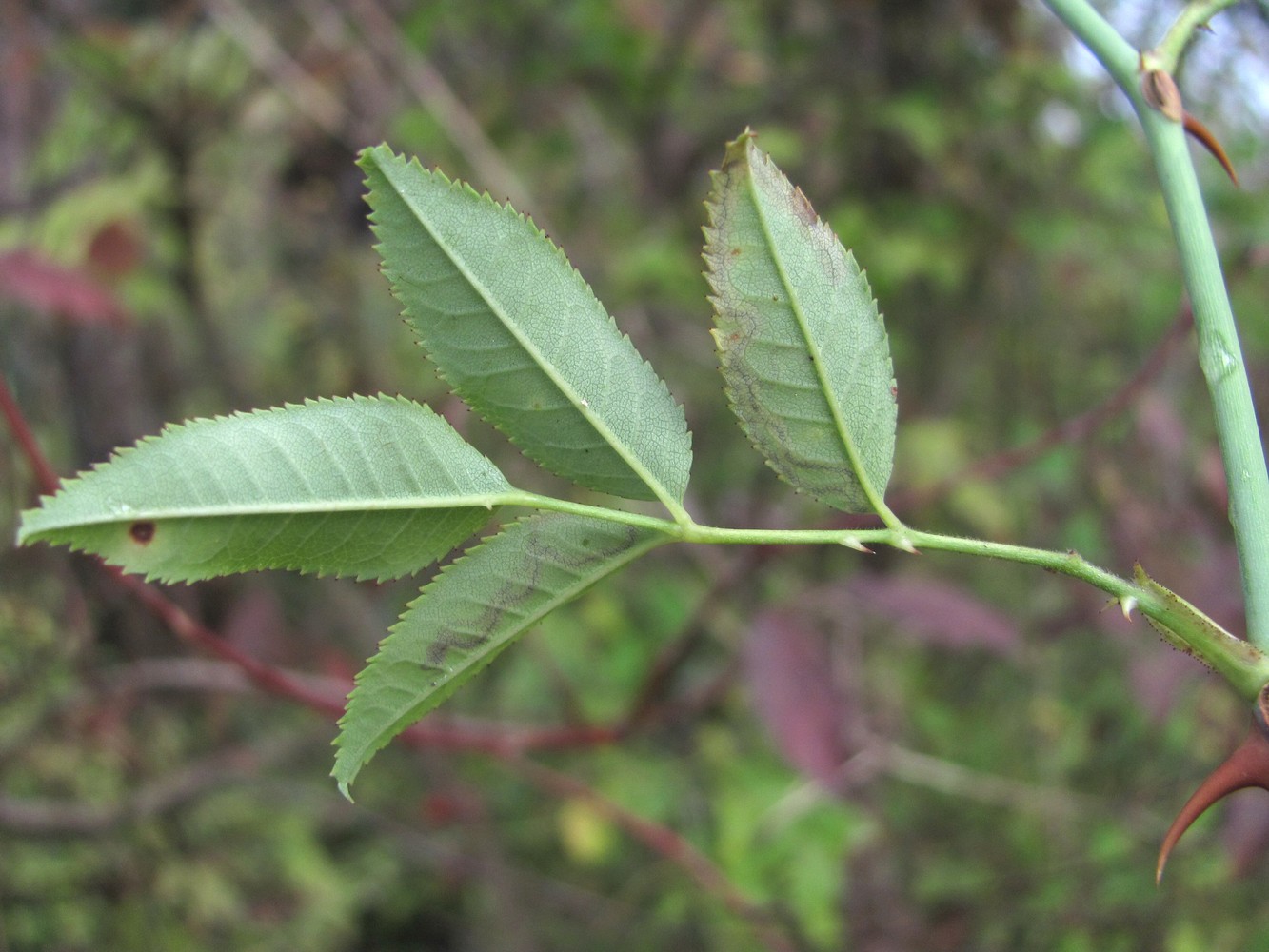 Image of genus Rosa specimen.