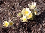 Pulsatilla orientali-sibirica. Цветущие растения. Якутия, Эвено-Бытантайский улус, в 5 км от пос. Батагай-Алыта, склон ледниковой террасы. 12.05.2005.