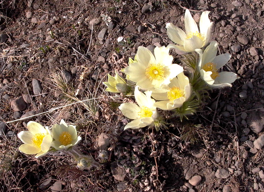 Image of Pulsatilla orientali-sibirica specimen.