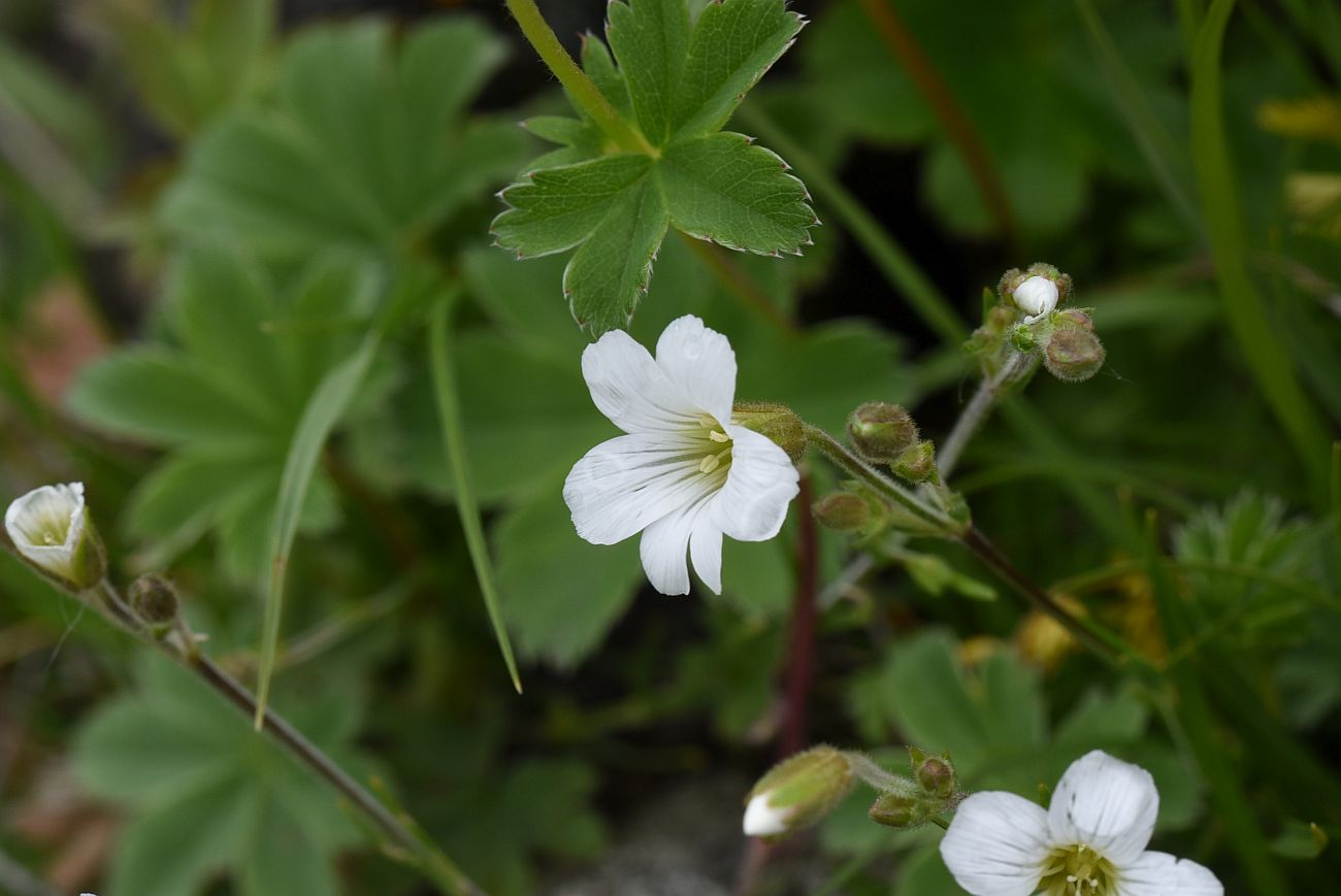 Изображение особи Minuartia circassica.