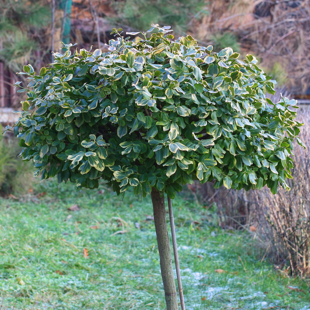 Изображение особи Euonymus japonicus.