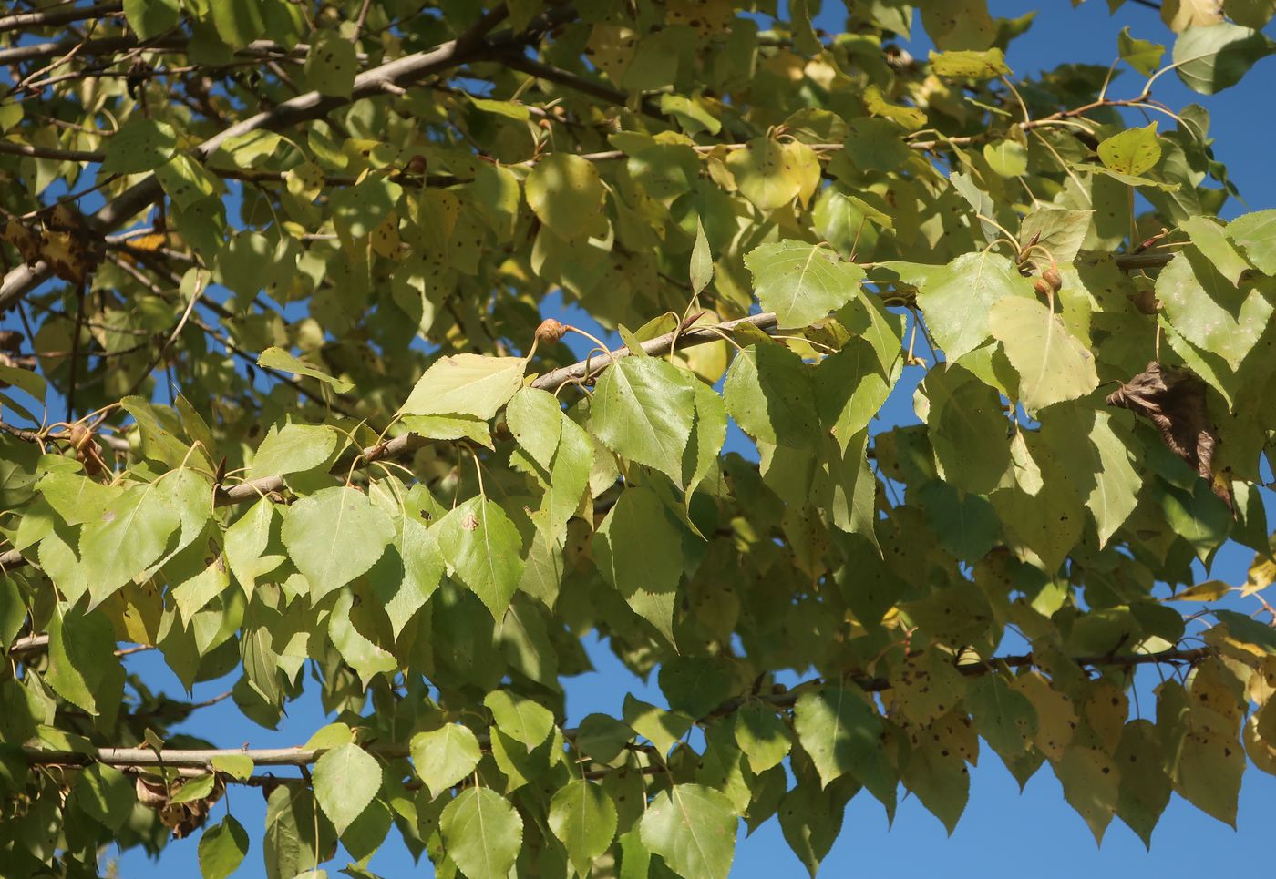 Image of Populus × berolinensis specimen.