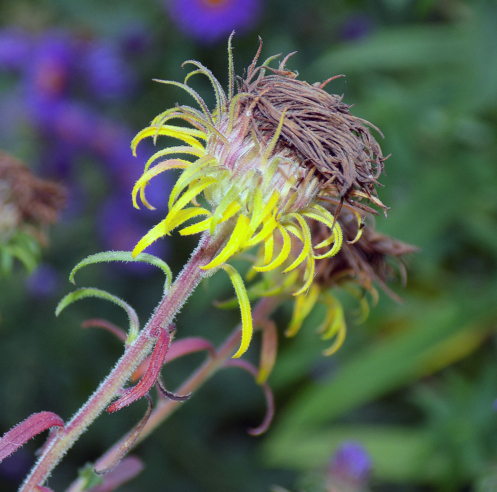 Изображение особи Symphyotrichum novae-angliae.