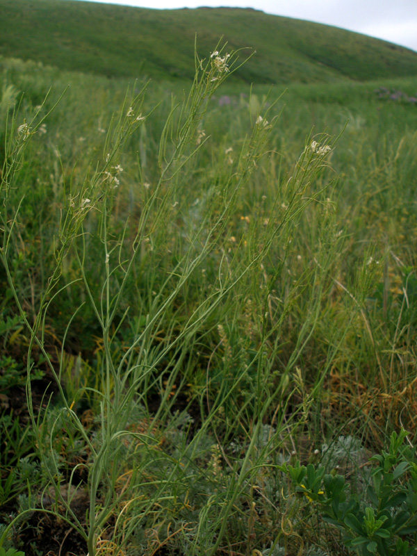 Изображение особи род Sisymbrium.