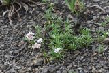 Asperula cristata