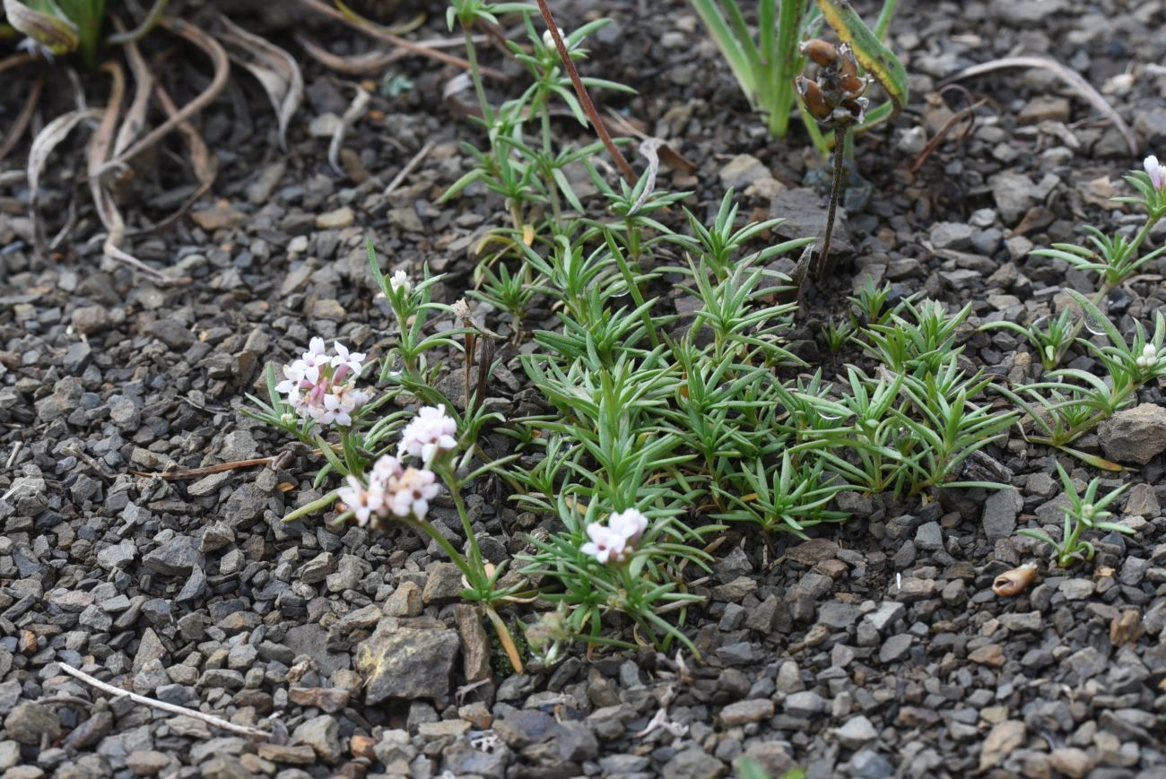 Изображение особи Asperula cristata.