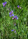 Lathyrus cyaneus