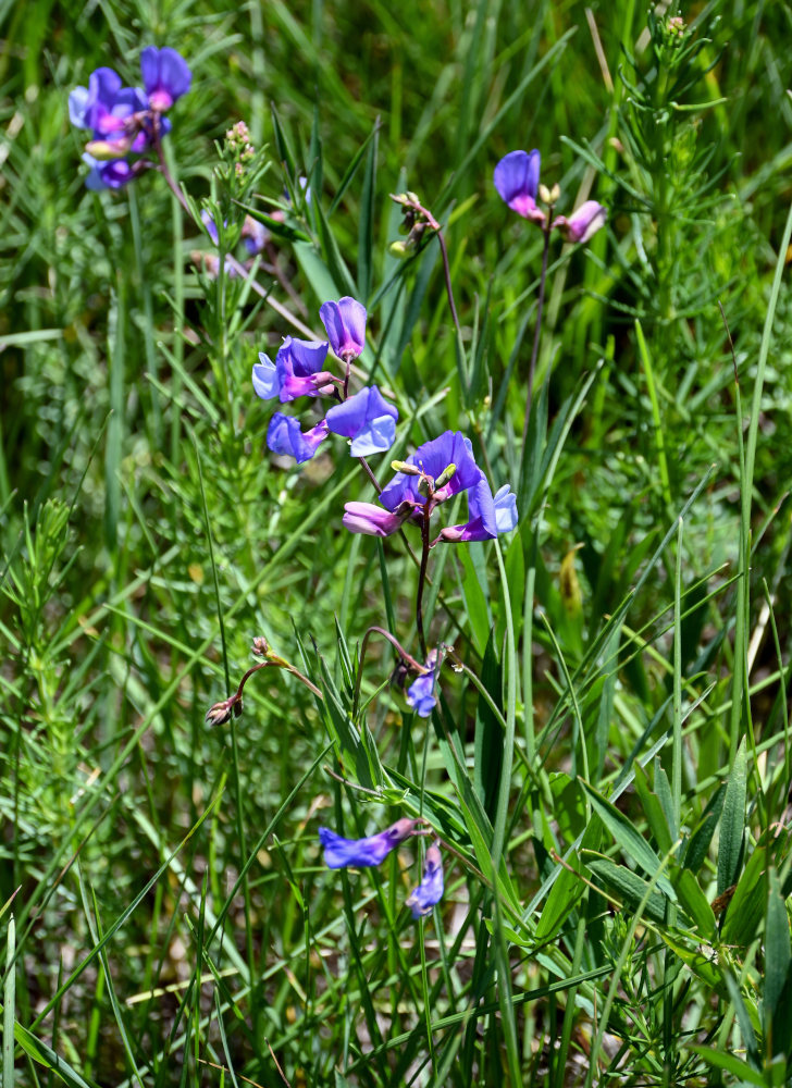 Image of Lathyrus cyaneus specimen.