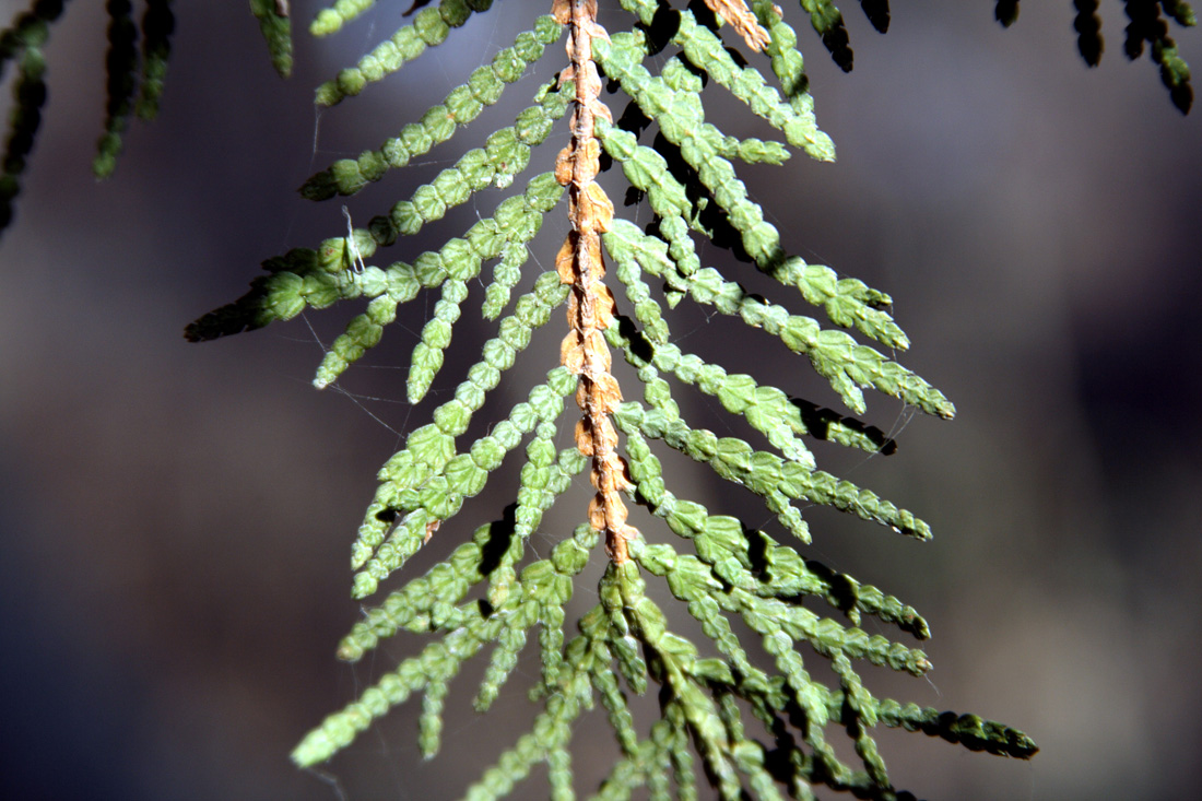 Image of Thuja koraiensis specimen.