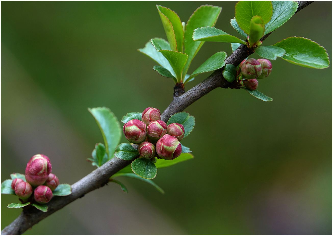 Изображение особи Chaenomeles japonica.