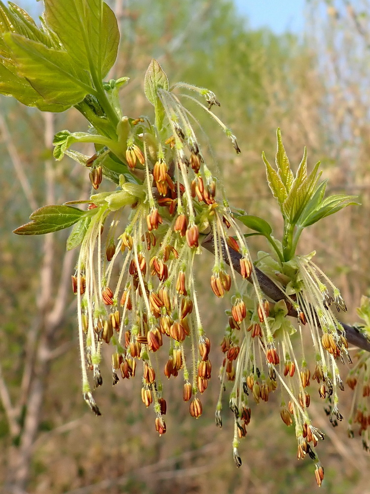 Image of Acer negundo specimen.