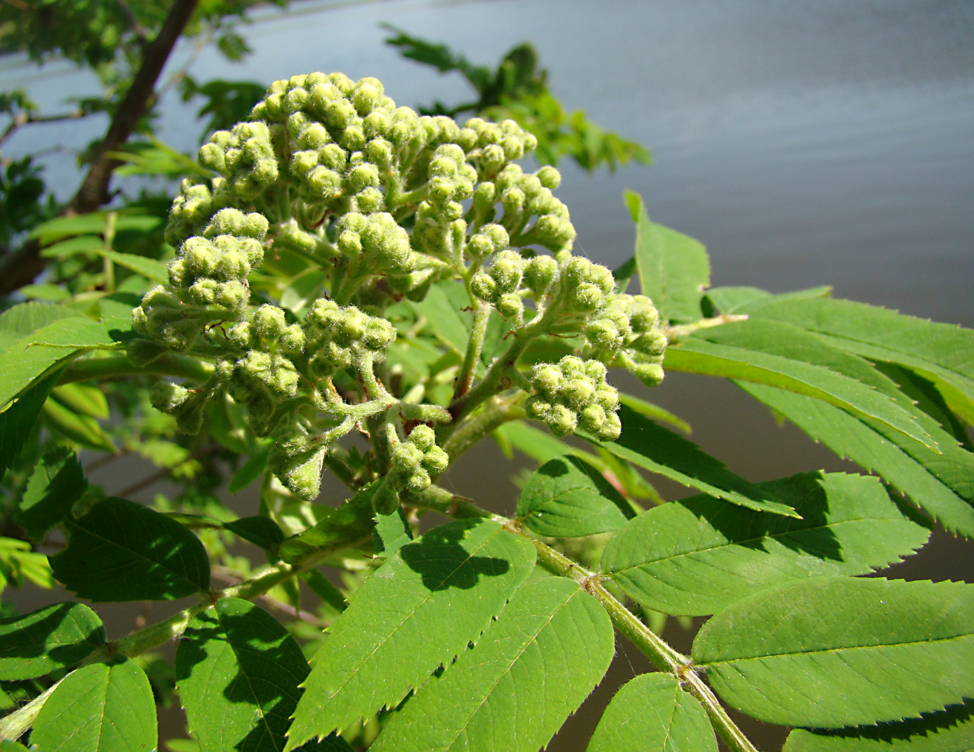 Изображение особи Sorbus aucuparia.