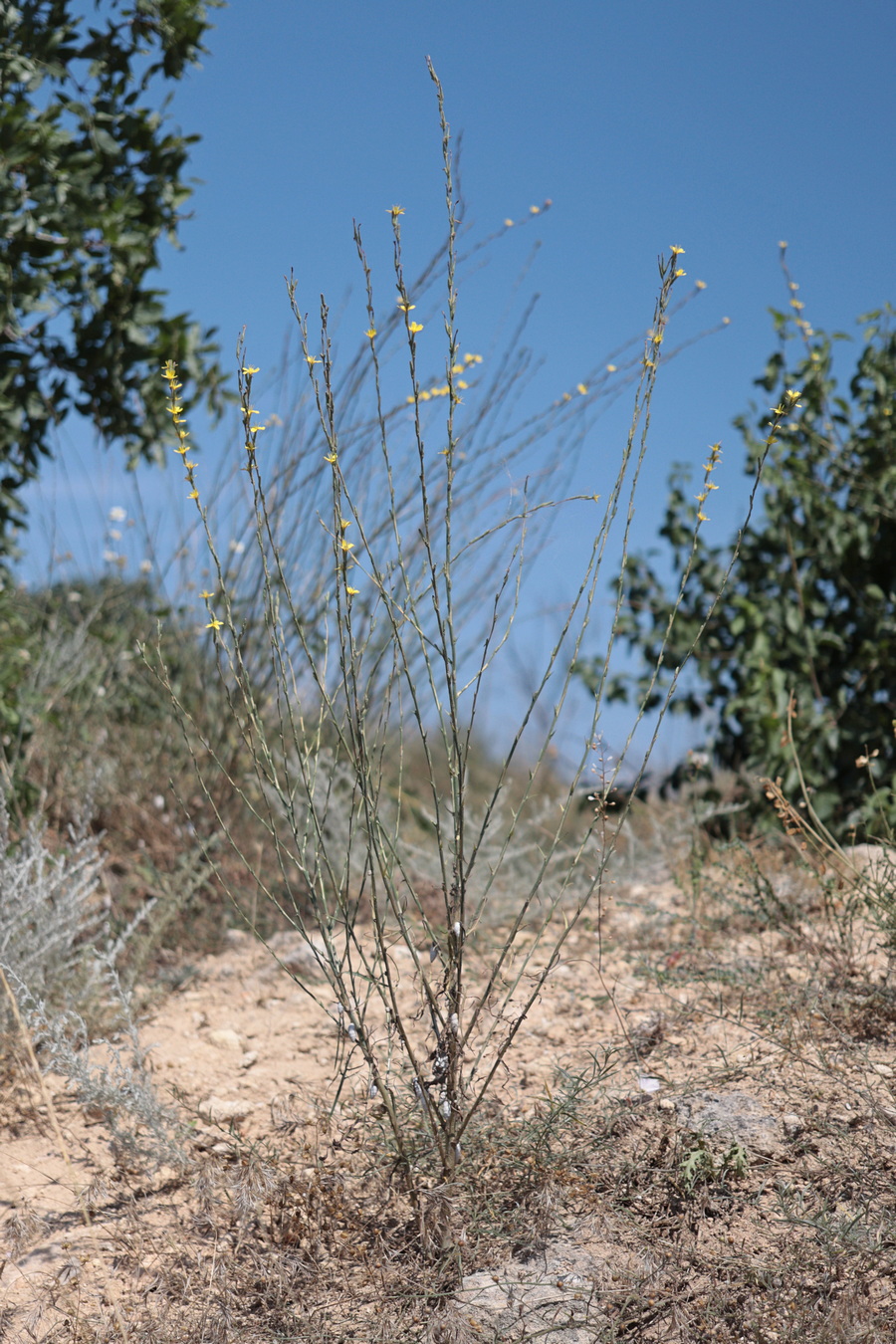 Image of Scariola viminea specimen.