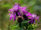 Centaurea phrygia