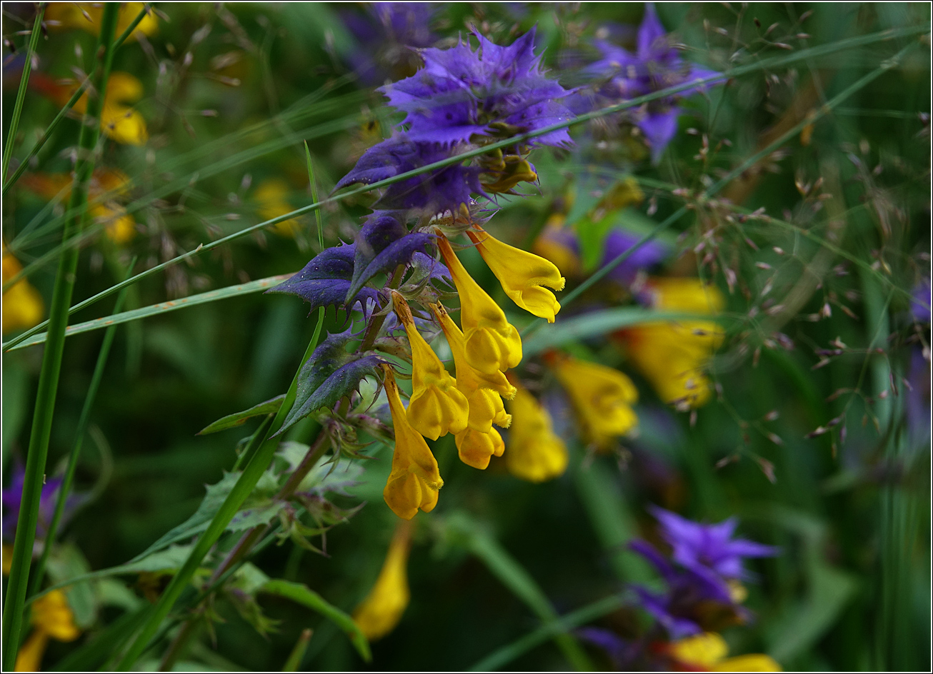 Image of Melampyrum nemorosum specimen.