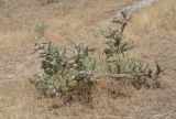 Astragalus alopecias