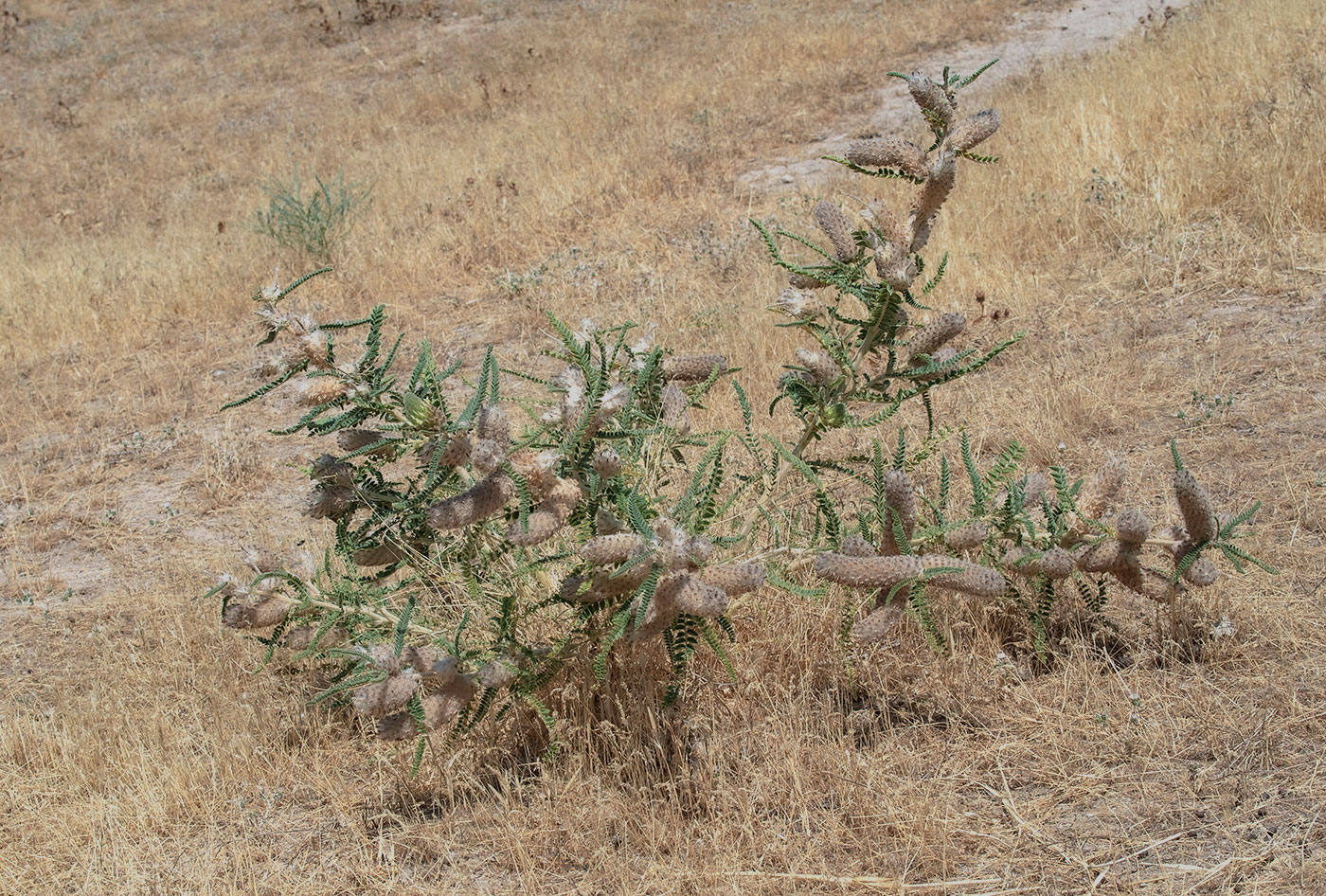 Изображение особи Astragalus alopecias.