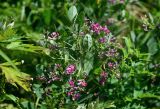 Lespedeza bicolor. Верхушка ветви с соцветиями. Курильские о-ва, о-в Итуруп, долина р. Водопадная, луговой склон. 16.08.2023.