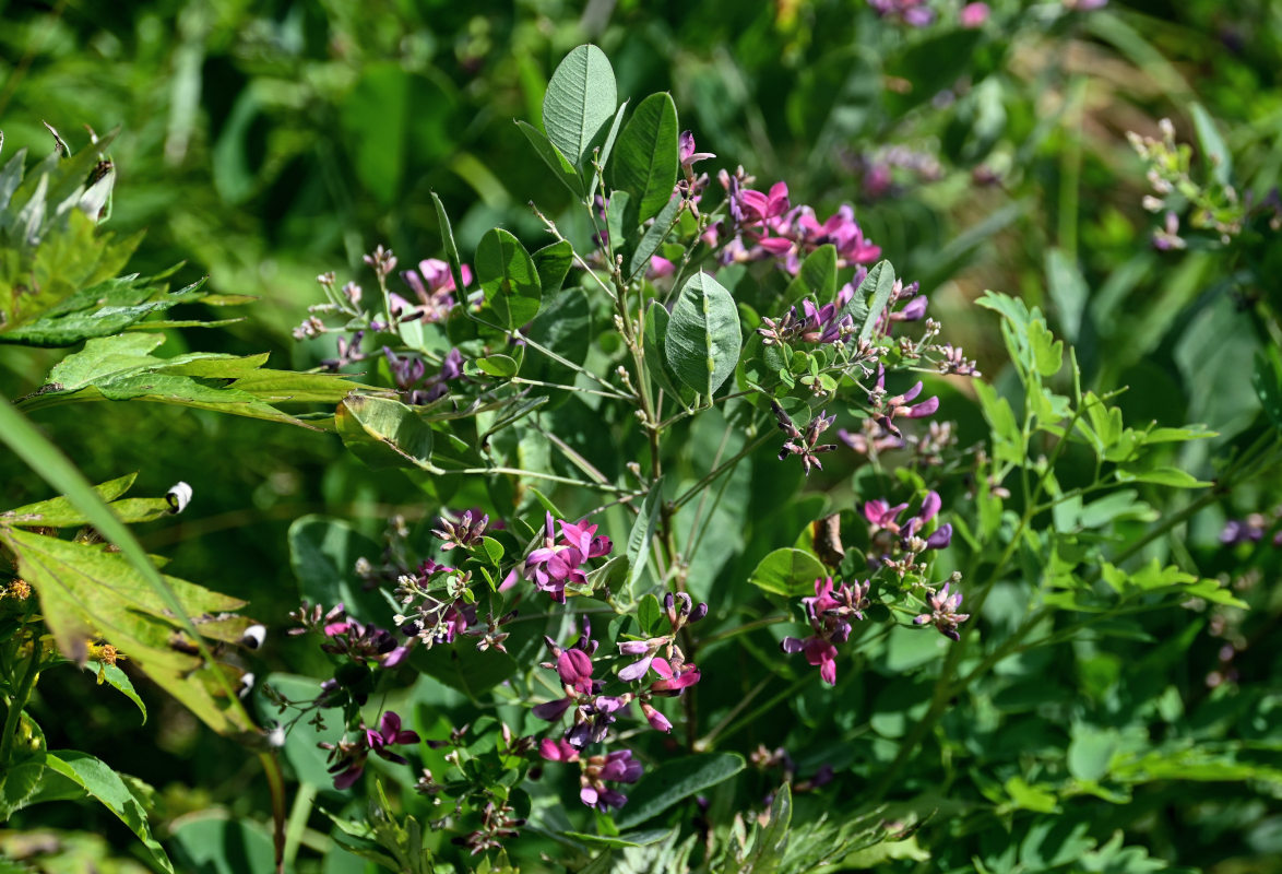 Изображение особи Lespedeza bicolor.