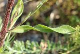 Erigeron acris
