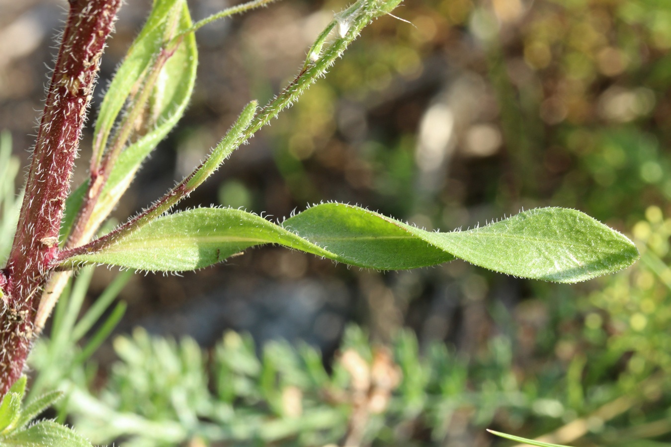 Image of Erigeron acris specimen.