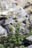 Allium fedtschenkoanum. Цветущее растение. Южный Казахстан, Таласский Алатау, ущелье Коксай, высота 2600 м н.у.м.